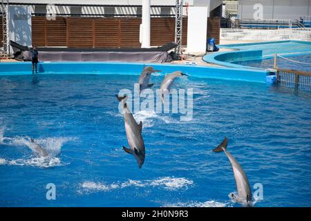 Spettacolo di delfini in un acquario, Spagna Foto Stock