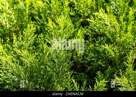 Abete albero rami sfondo sulla strada. Foto Stock