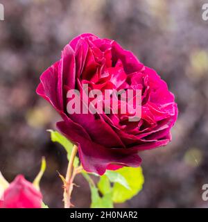 Singolo fiore della fragrante rosa arbusto inglese David Austin, Rose Munstead Wood' Foto Stock