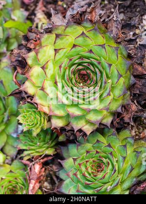 Rosette e offset del houseleek hardy, Sempervivum calcareum 'Blood Tip' Foto Stock