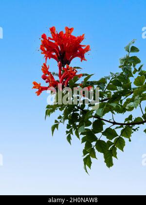 Fiori rossi del tenero arbusto sempreverde del capo honeysucckle, Tecoma capensis contro un cielo limpido autunno Foto Stock