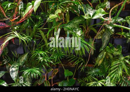 Vista delle foglie di palma verde tropicale. Natura concetto estivo. Foto Stock