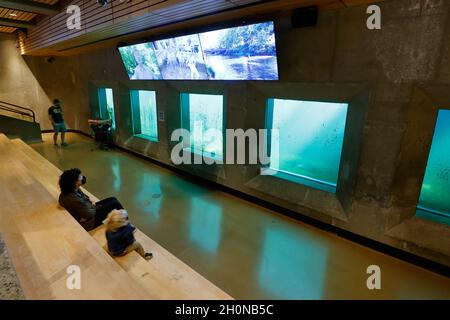 Gente che si rilassa guardando il salmone nuotare nelle chiuse Hiram M. Chittenden, Ballard Locks Fish Ladder Viewing Room, Seattle, Washington. Foto Stock