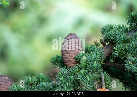 Coni Blue Atlas Cedro (Cedrus Atlantica) Foto Stock