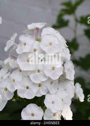 Infiorescenza di fiori di flox bianchi, primo piano. Fiori con petali bianchi. Foto Stock