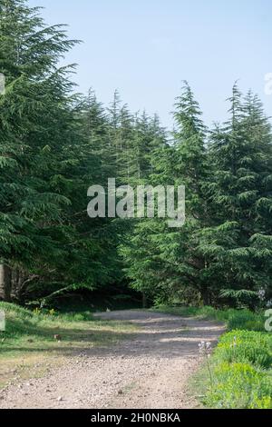 Vista panoramica dal Parco Nazionale di Chelia. Atlas Cedar Forest (Cedrus Atlantica) nel Monte Chelia Foto Stock