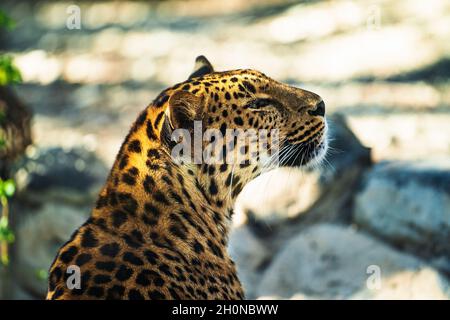 Bella grande gatto selvaggio Jaguar o pantera su sfondo sfocato natura soleggiata. Foto Stock