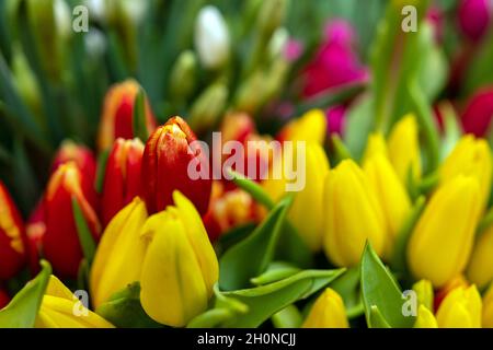 Sfondo di bei tulipani fiori sulla strada. Foto Stock