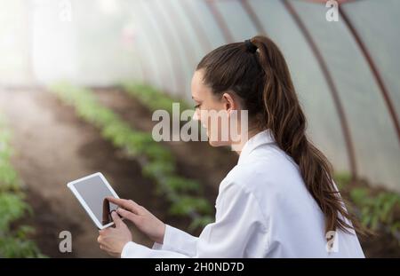 Giovane donna graziosa agronomista che tiene la compressa in serra con piantine di pomodoro in background Foto Stock