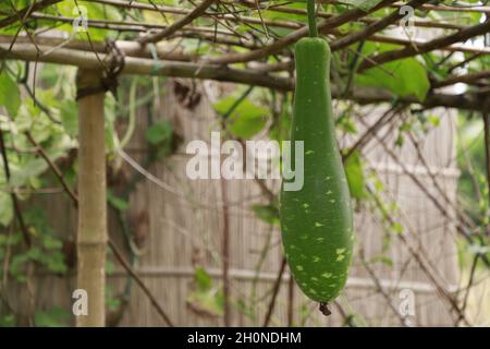 Primo piano di una bottiglia verde gourd su uno sfondo sfocato Foto Stock