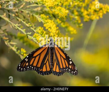 Monarch Butterfly (danaus plexippus) che si nutrono di fiori gialli nel prato estivo Foto Stock