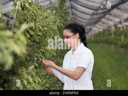 Agronomo giovane donna con taccuino in piedi in melo in primavera piantagione con rete anti grandine sopra Foto Stock