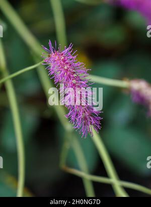 Primo piano di burnett giapponese, bottlebrush giapponese (Sanguisorba ottusa) Foto Stock