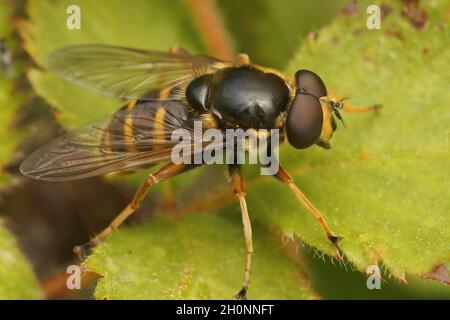 Primo piano sul volo di torba giallo barred, sericomiia silentis Foto Stock