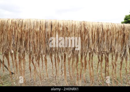 Fibra di iuta grezza appesa sotto il sole per asciugare. Foto Stock