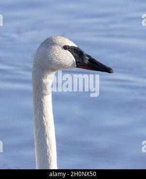 Trombettista Swan Head Ritratto Foto Stock