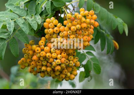 Bacche di Rowan gialle, Rowan Berry (Sorbus aucuparia) Foto Stock