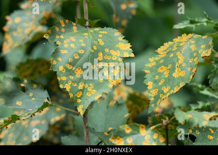 Malattia della ruggine del biancospino, foglie infettate con Rust Fungus (Gymnosporangium globosum) Foto Stock