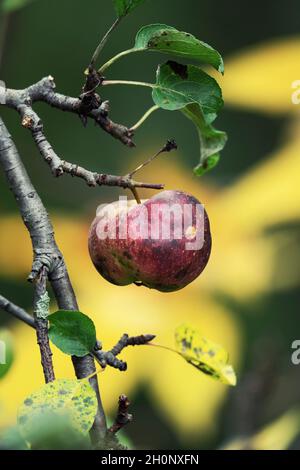 Red Wild Apple Foto Stock