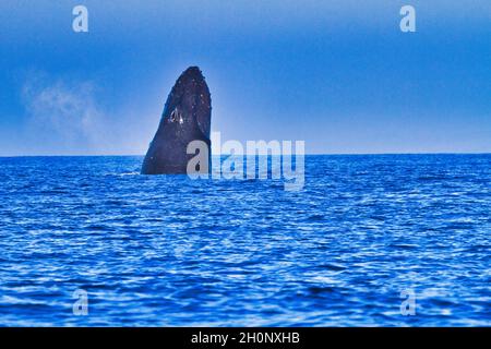 Inizio di una rottura esplosiva di una balena humpback. Foto Stock
