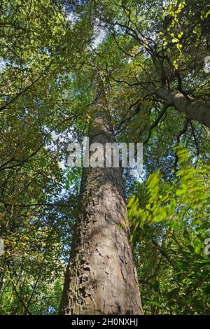 Albero gigante Kahikatea, chiamato anche White Pine, a Deans Bush, Canterbury, Nuova Zelanda Foto Stock