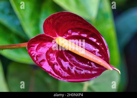 Fiore rosso brillante di anthurium in un giardino di maui Foto Stock