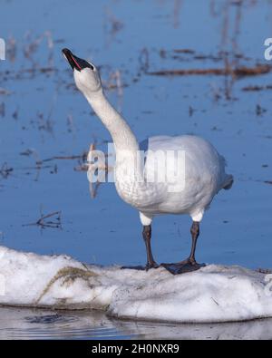 Cigno trombettista in piedi sul ghiaccio in Alaska Foto Stock