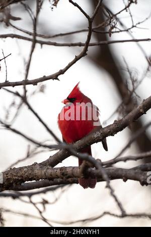 Bello singolo rosso brillante maschio nord cardinale guardando al lato seduta appollaiato in un piccolo ramo di albero con altri rami sfocati nel bokeh Foto Stock