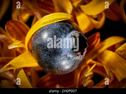 Bellissimo primo piano di un unico mirtillo maturo in un mucchio di petali di girasole; vista dall'alto Foto Stock