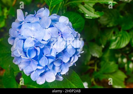 Fiori blu di hydrangea in fiore dopo la pioggia al Tempio di Yatadera, Nara. Foto Stock