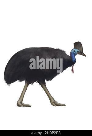 Bella illustrazione cassowary. Grande uccello australiano. Illustrazione scientifica. Foto Stock