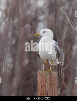 Mew Gull arroccato su un post in Alaska Foto Stock