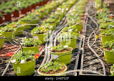 Pentole con portulaca fiorito in serra Foto Stock