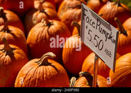Faccia Pumpkins, a volte denominato squash o midollo, in vendita ad un mercato stradale in Amish Country, contea di Lancaster, Pennsylvania, Stati Uniti Foto Stock