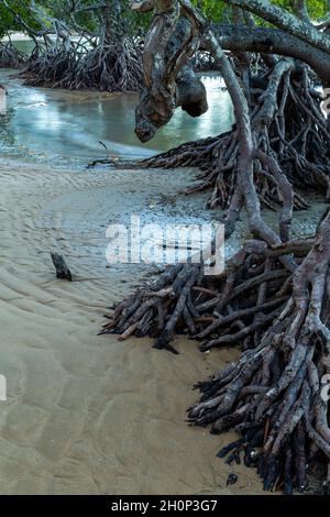 Radici di mangrovie e appartamenti maremoti esposti dalla bassa marea. Foto Stock