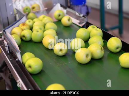 Le mele fresche che corrono sul trasportatore a rulli della linea di produzione Foto Stock