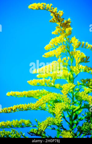 Goldenrod (Solidago) cresce selvaggio, 1 ottobre 2010, a Fairhope, Alabama. Il fiore selvatico nativo cresce fino a circa cinque piedi di altezza. Foto Stock