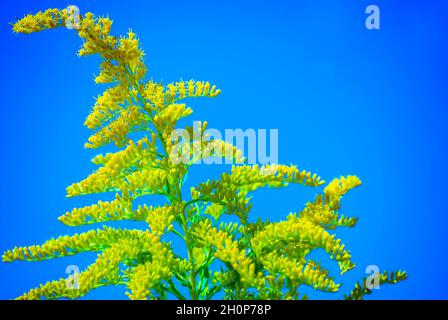 Goldenrod (Solidago) cresce selvaggio, 1 ottobre 2010, a Fairhope, Alabama. Il fiore selvatico nativo cresce fino a circa cinque piedi di altezza. Foto Stock