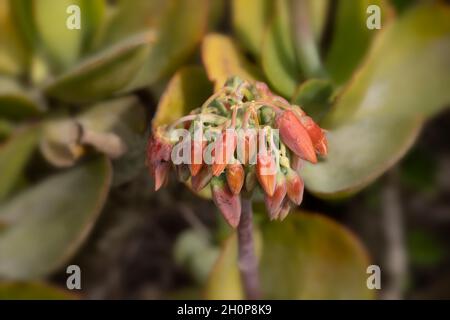 Cotiledone orbiculata, comunemente nota come orecchio di maiale o ombelico a foglia tonda, una pianta succulenta sudafricana appartenente al genere cotiledone Foto Stock