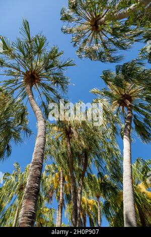 Guardando su numerose palme. Foto Stock