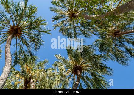 Guardando su numerose palme. Foto Stock