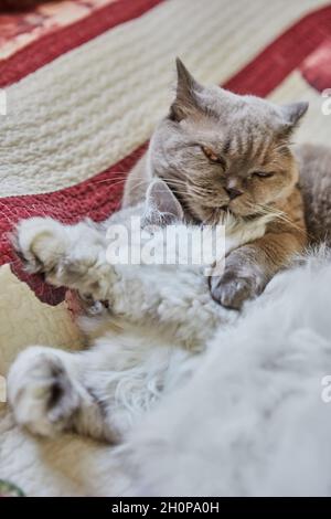 Due gatti inglesi, dai capelli lunghi e dai capelli corti, si leccarsi sul letto. Foto Stock