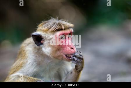 Ritratto di scimmia adulta con volto rosso (specie protetta Macaca Sinica) che lecca la mano nel giardino botanico dello Sri Lanka Foto Stock