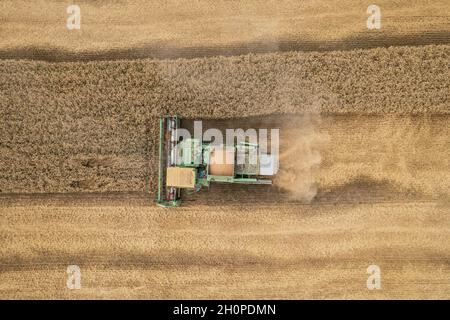 Mietitura della mietitrebbia: Vista aerea della macchina agricola che raccoglie il grano dorato maturo nel carrello. Foto Stock