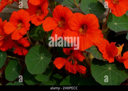 Red Garden Nasturtium 'imperatrice d'India' (Tropaeolum majus) Fiori coltivati nei confini a RHS Garden Bridgewater, Worsley, Manchester, Regno Unito. Foto Stock