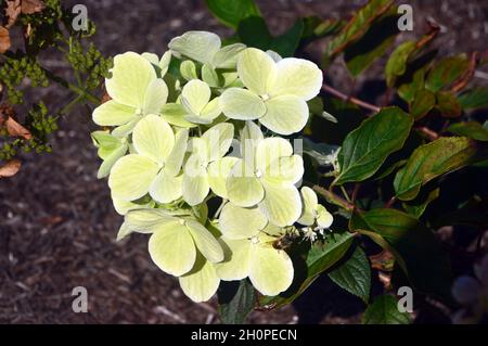 Panicle bianco-cremoso Hydrangea (Hydrangea paniculata 'Merletto di avill') Fiori cresciuti nei confini a RHS Garden Bridgewater, Worsley, Manchester, UK. Foto Stock