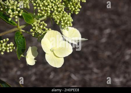 Yellow/Creamy/White Panicle Hydrangea (Hydrangea paniculata 'Melody') Fiori cresciuti nei confini a RHS Garden Bridgewater, Worsley, Manchester, UK. Foto Stock