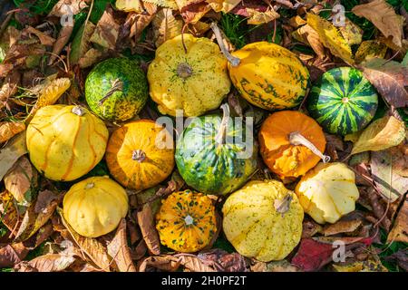 Zucche o zucche decorative tra le foglie colorate di autunno illuminate dal tramonto Foto Stock