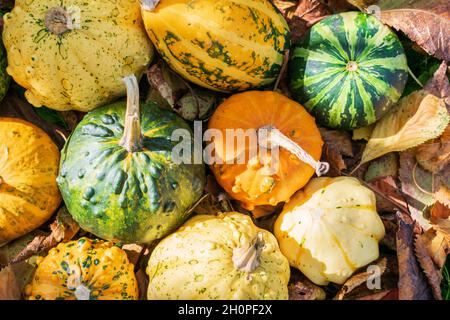 Zucche o zucche decorative tra le foglie colorate di autunno illuminate dal tramonto Foto Stock