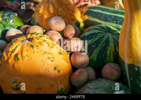 Arachidi e zucche decorative o zucche tra le foglie colorate di autunno illuminate dal tramonto Foto Stock